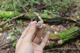 Mycena inclinata image