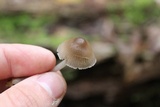 Mycena inclinata image