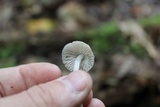 Mycena inclinata image