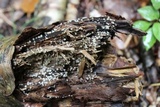 Helicogloea compressa image
