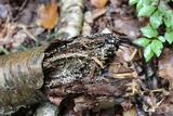 Helicogloea compressa image