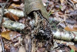 Helicogloea compressa image