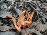Clavulinopsis aurantiocinnabarina image