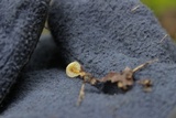 Mycena crocea image