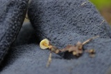 Mycena crocea image