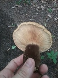 Tapinella atrotomentosa image
