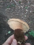 Tapinella atrotomentosa image