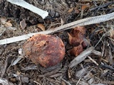 Calvatia bicolor image