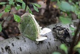 Trametes gibbosa image