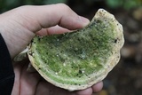 Trametes gibbosa image