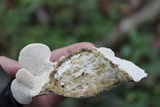 Trametes gibbosa image