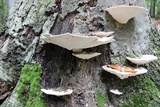 Trametes gibbosa image