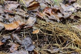 Agrocybe arvalis image