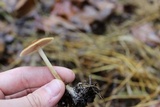 Agrocybe arvalis image