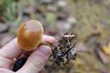 Agrocybe arvalis image