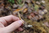 Agrocybe arvalis image