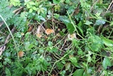 Agrocybe arvalis image