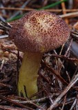Tricholomopsis ornaticeps image