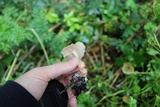 Agrocybe arvalis image