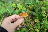 Agrocybe arvalis image