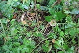 Agrocybe arvalis image