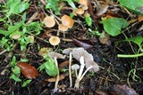 Agrocybe arvalis image