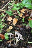 Agrocybe arvalis image