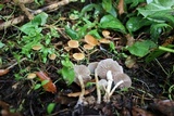 Agrocybe arvalis image