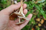 Agrocybe arvalis image