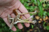 Agrocybe arvalis image