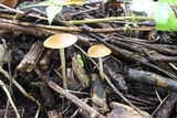 Agrocybe arvalis image