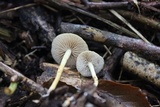 Agrocybe arvalis image