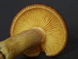 Tricholomopsis ornaticeps image