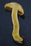 Tricholomopsis ornaticeps image