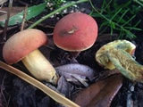 Hortiboletus campestris image
