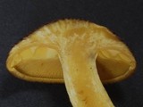 Tricholomopsis ornaticeps image