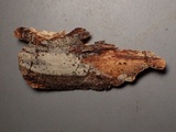 Hyphoderma subdefinitum image