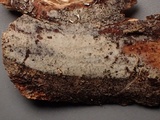 Hyphoderma subdefinitum image