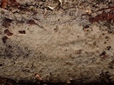 Hyphoderma subdefinitum image