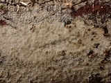 Hyphoderma subdefinitum image