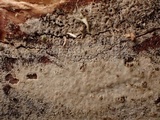 Hyphoderma subdefinitum image