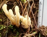 Clavulina coralloides image