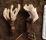 Clavulina coralloides image