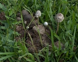 Panaeolus antillarum image