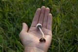 Panaeolus antillarum image