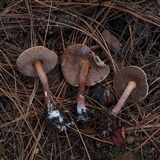 Austroboletus gracilis image