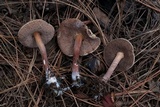 Austroboletus gracilis image