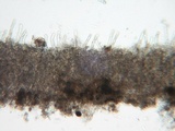 Hyphoderma subdefinitum image
