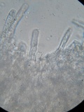 Hyphoderma subdefinitum image