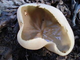 Peziza repanda image